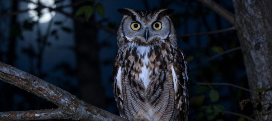 Un búho con grandes ojos dorados observa atentamente desde una rama en un bosque nocturno bajo la luz de la luna.