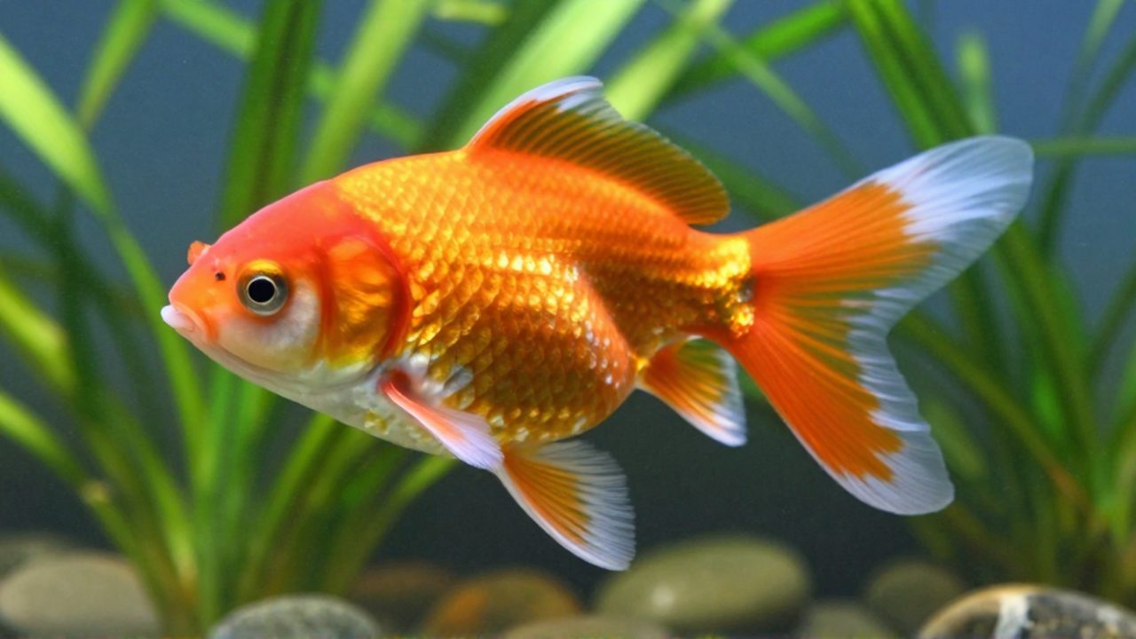 Un pez goldfish Oranda de color naranja y blanco nada entre plantas acuáticas con sus aletas largas y saludables sin signos de daños.