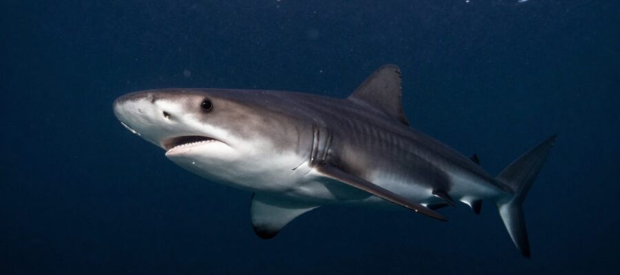 Tiburón boquiancho nadando de perfil en la oscuridad del océano profundo rodeado de partículas de plancton.