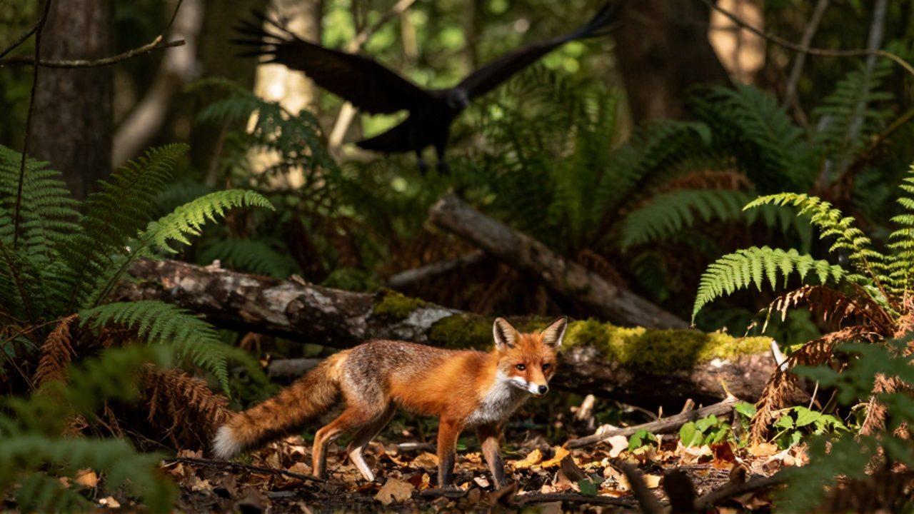Un zorro rojo se queda inmóvil y alerta en el suelo de un bosque mientras la silueta de un ave rapaz desciende entre los árboles.