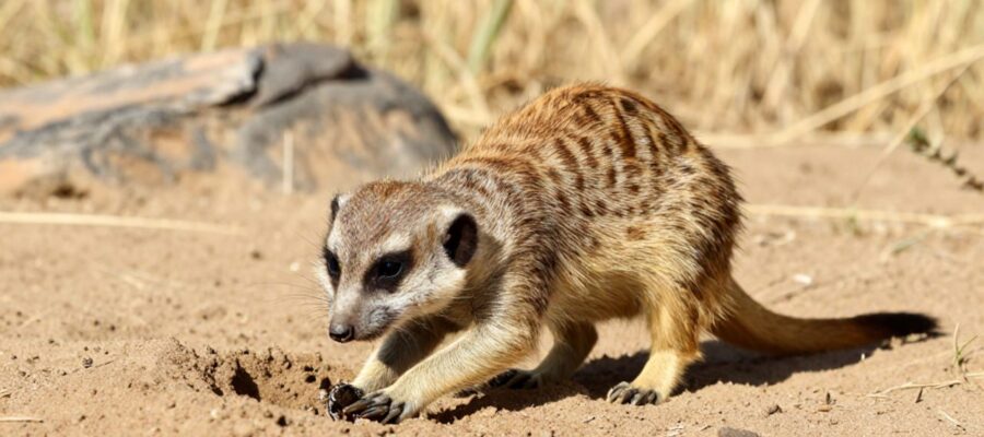 Una suricata busca insectos excavando en la tierra arenosa de la sabana africana.