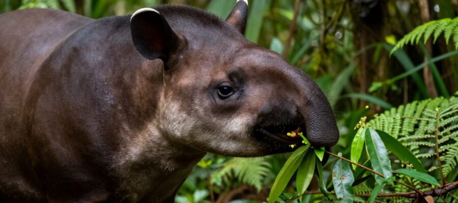 Primer plano de un tapir de tierras bajas usando su trompa flexible para arrancar hojas tiernas de una planta en la selva tropical.