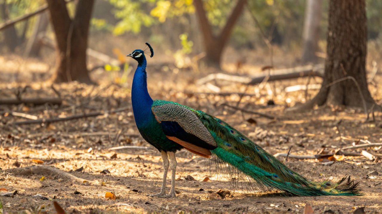 Un pavo real común de cuello azul destaca sobre el suelo de un bosque abierto con vegetación dispersa.