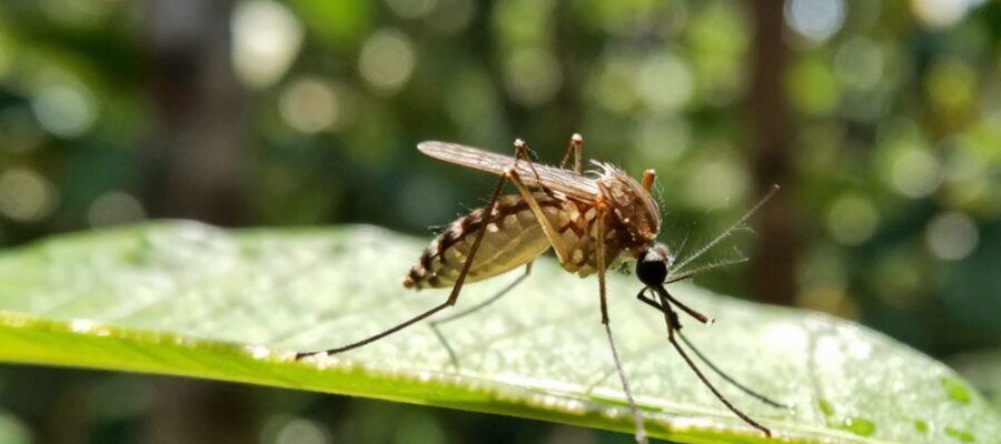 Un mosquito posado sobre una hoja verde en un entorno de selva tropical.