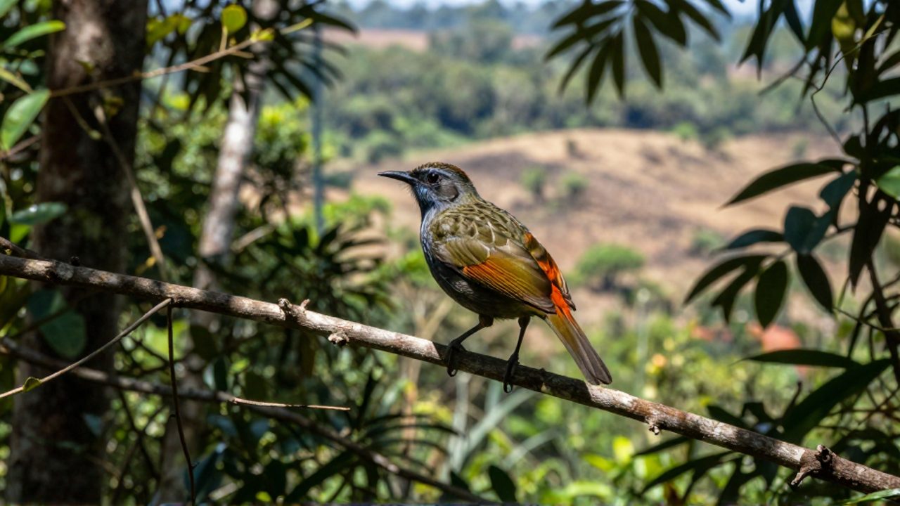 Ave de plumaje vibrante posada en una rama delgada dentro de un bosque de niebla fragmentado, con un terreno deforestado al fondo.