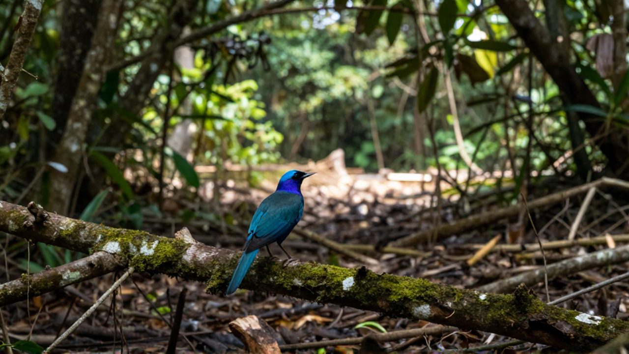 Un ave de plumaje vibrante posada en una rama con musgo, con un bosque fragmentado y una zona deforestada al fondo.