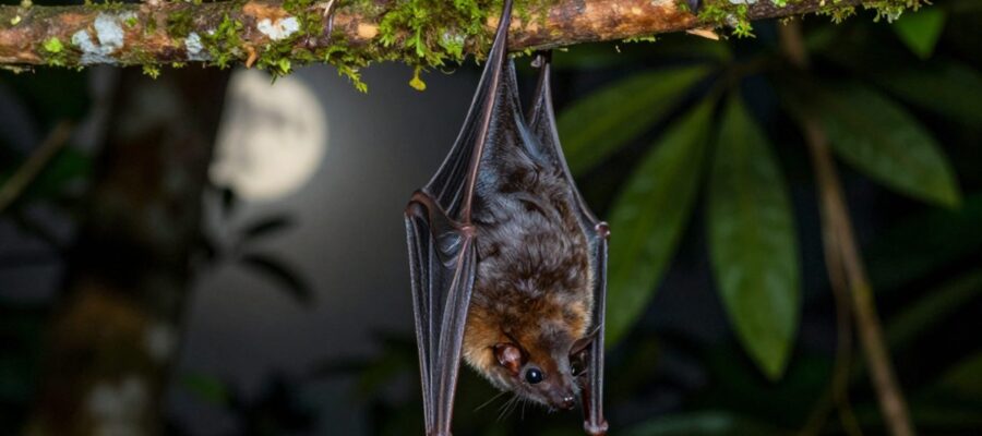 Un pequeño murciélago insectívoro con pelaje oscuro cuelga de una rama con musgo en un bosque tropical.