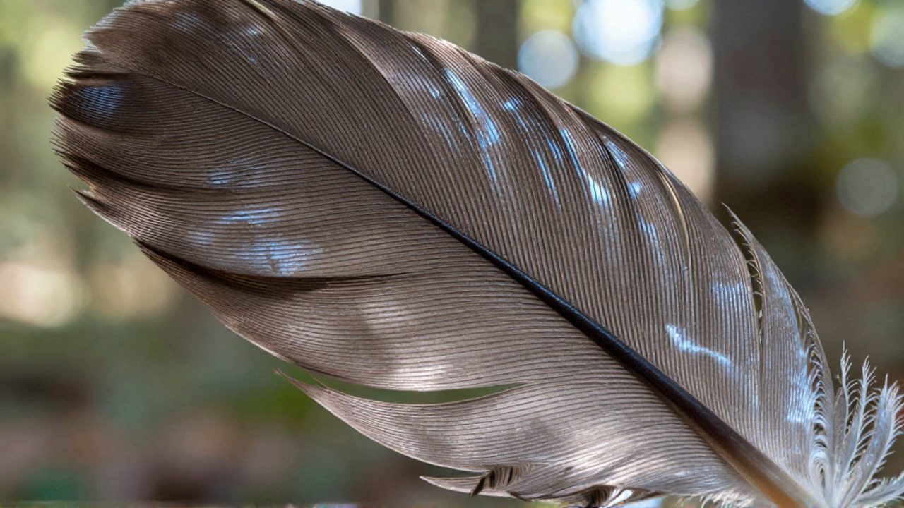 Primer plano de una pluma de vuelo que muestra el entrelazamiento detallado de las barbas y bárbulas sobre un fondo de bosque desenfocado.