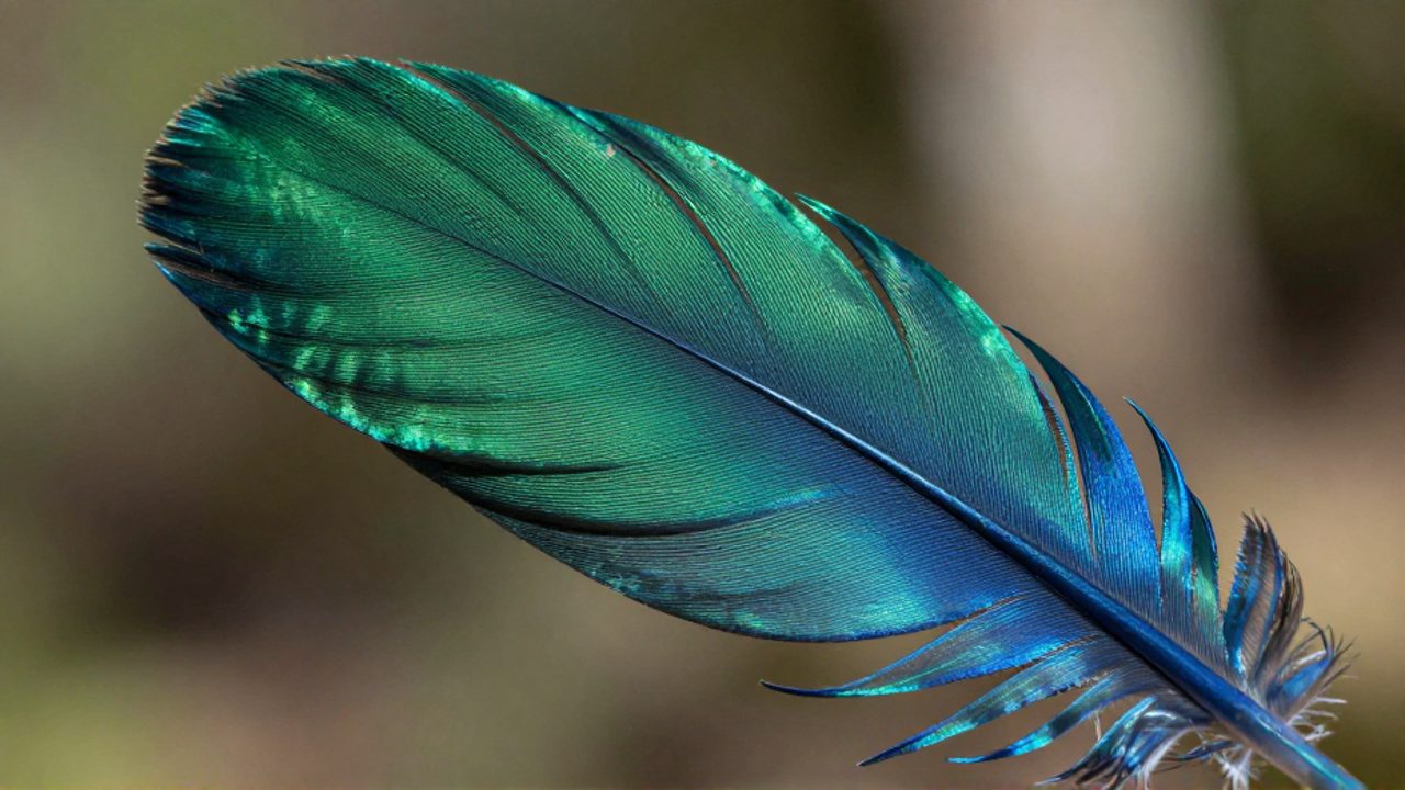 Primer plano de una pluma exótica con tonos verdes y azules iridiscentes que muestra la estructura detallada de su raquis y barbas.