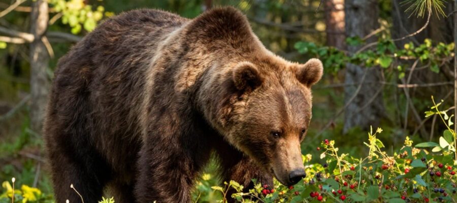 Un oso pardo busca bayas silvestres entre la vegetación de un bosque soleado.