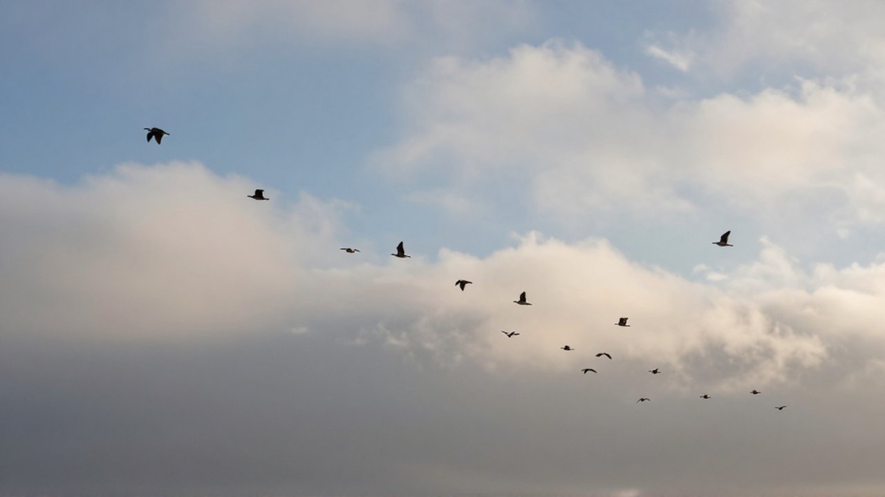 Diversas especies de aves migratorias vuelan a distintos niveles entre nubes y neblina matutina.