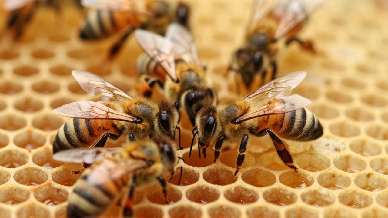 Varios abejorros con cuerpos vellosos interactúan estrechamente entre las celdas hexagonales de un panal dorado.