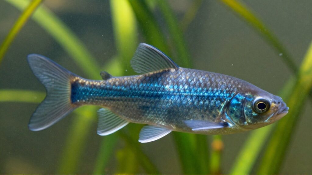 Pez de perfil nada en agua clara con partículas brillantes y plantas acuáticas difuminadas.