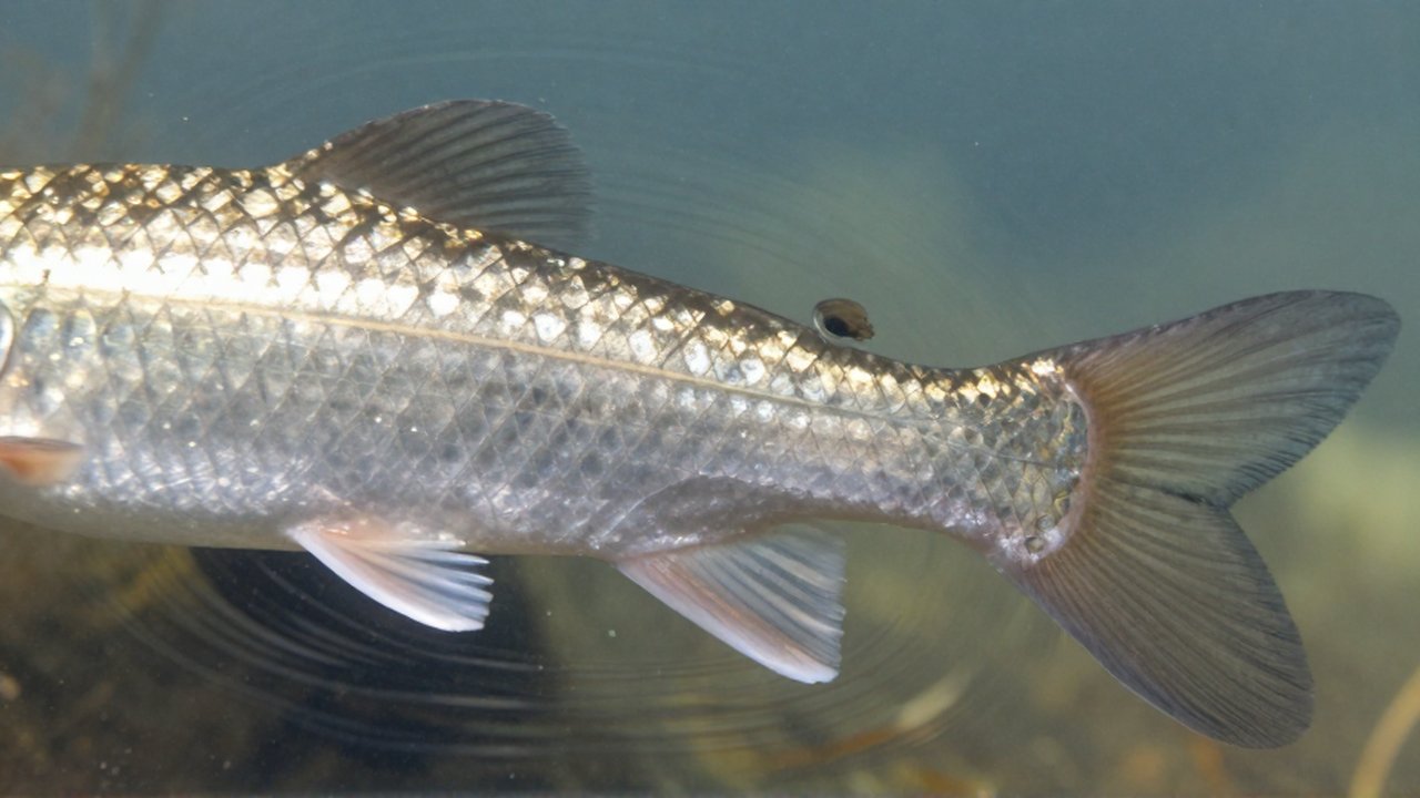 Primer plano del lateral de un pez mostrando su línea sensorial entre escamas en agua clara.