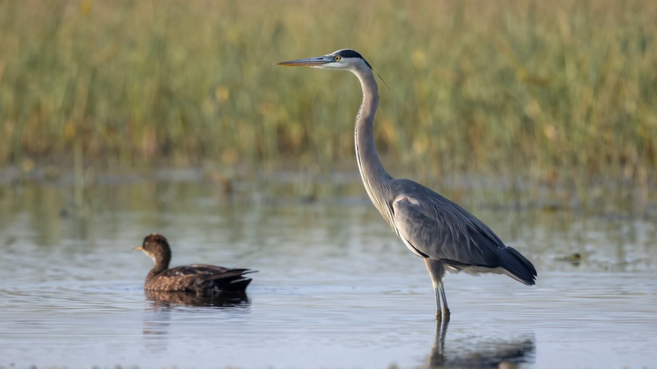 Una garza de cuello largo permanece de perfil en un humedal junto a un ave acuática pequeña.