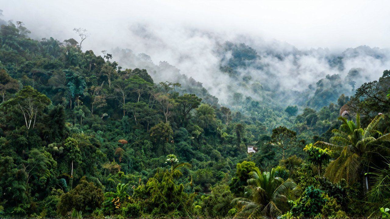 Paisaje de una selva tropical con un río en la base y montañas envueltas en niebla.