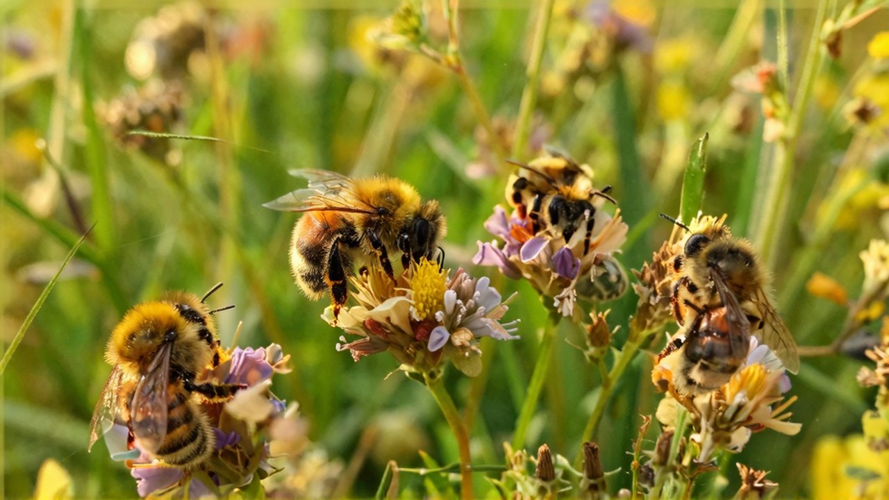 Diversas especies de abejas con granos de polen recolectan néctar entre flores de colores en un prado.