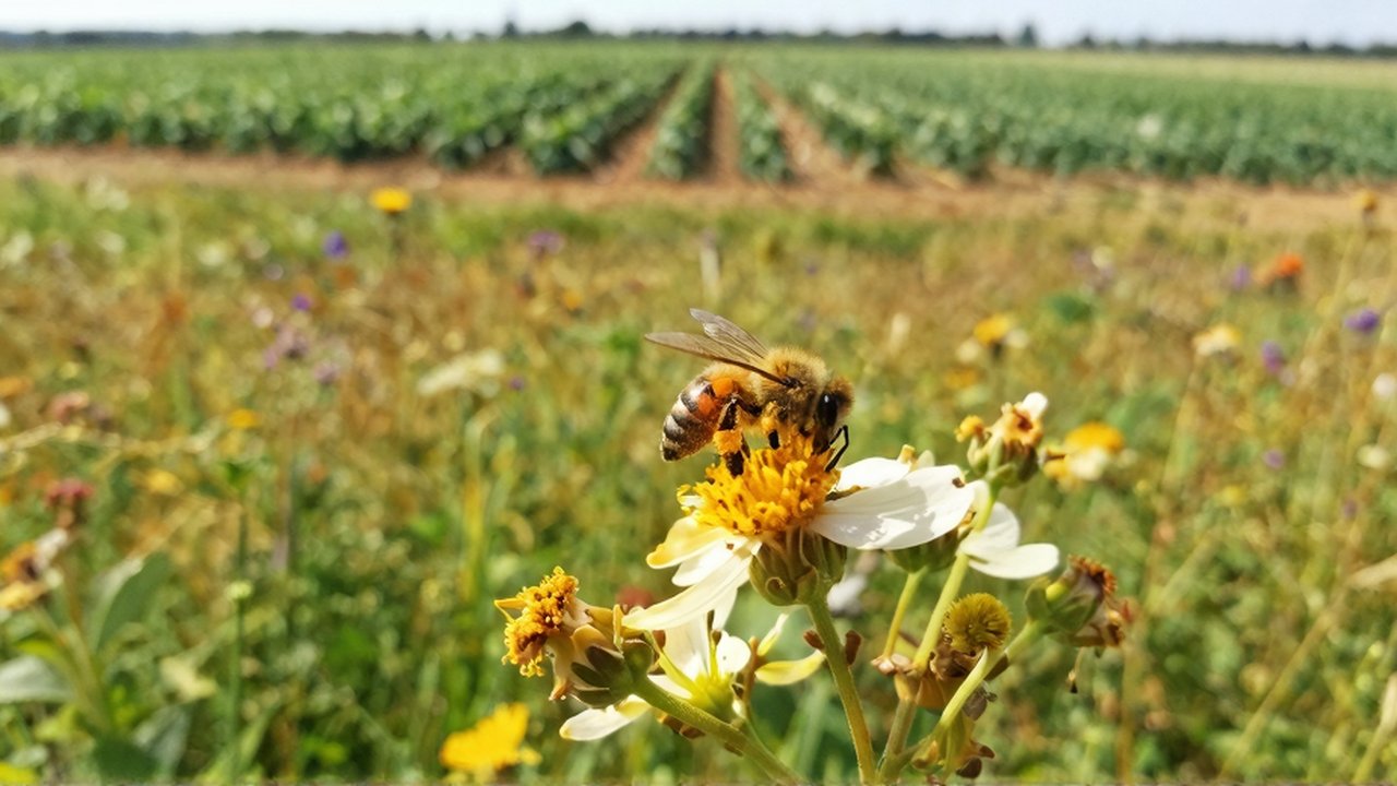 Una abeja con patas cubiertas de polen aterriza en una flor silvestre en un jardín.