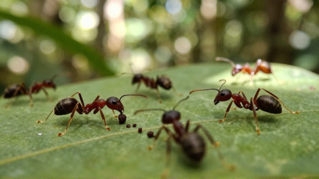 Hormigas cortadoras de hojas caminan en fila sobre la superficie de una hoja verde.