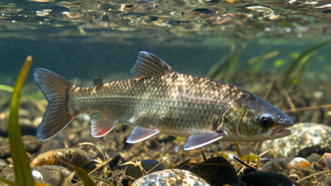 Un pez de agua dulce eriza sus espinas dorsales entre piedras y plantas bajo el agua.