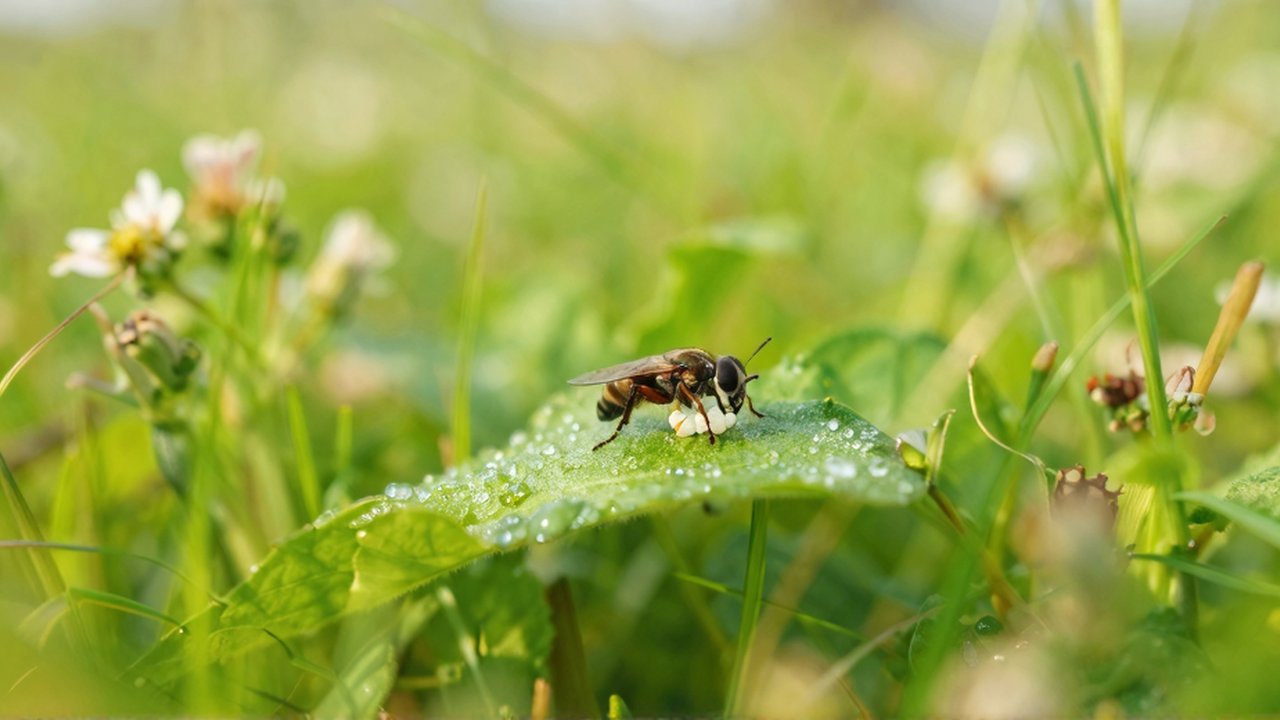Un insecto deposita huevos en el envés de una hoja verde cubierta de rocío.