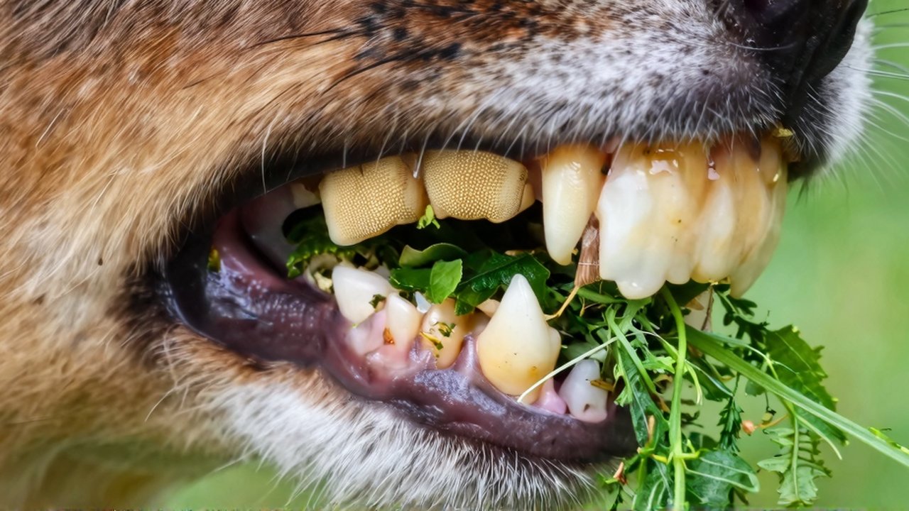 Primer plano de los molares de un mamífero herbívoro triturando vegetales verdes.
