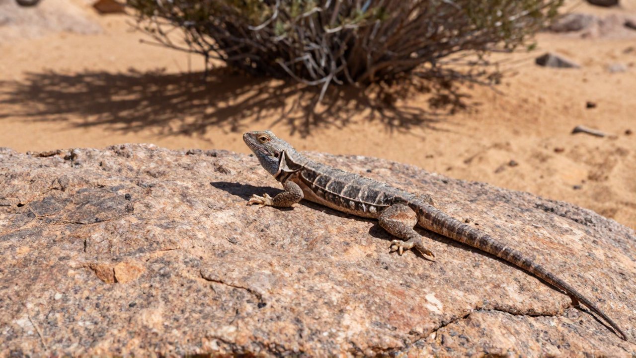 Un lagarto de piel texturizada se estira sobre una roca de granito bajo la luz solar.