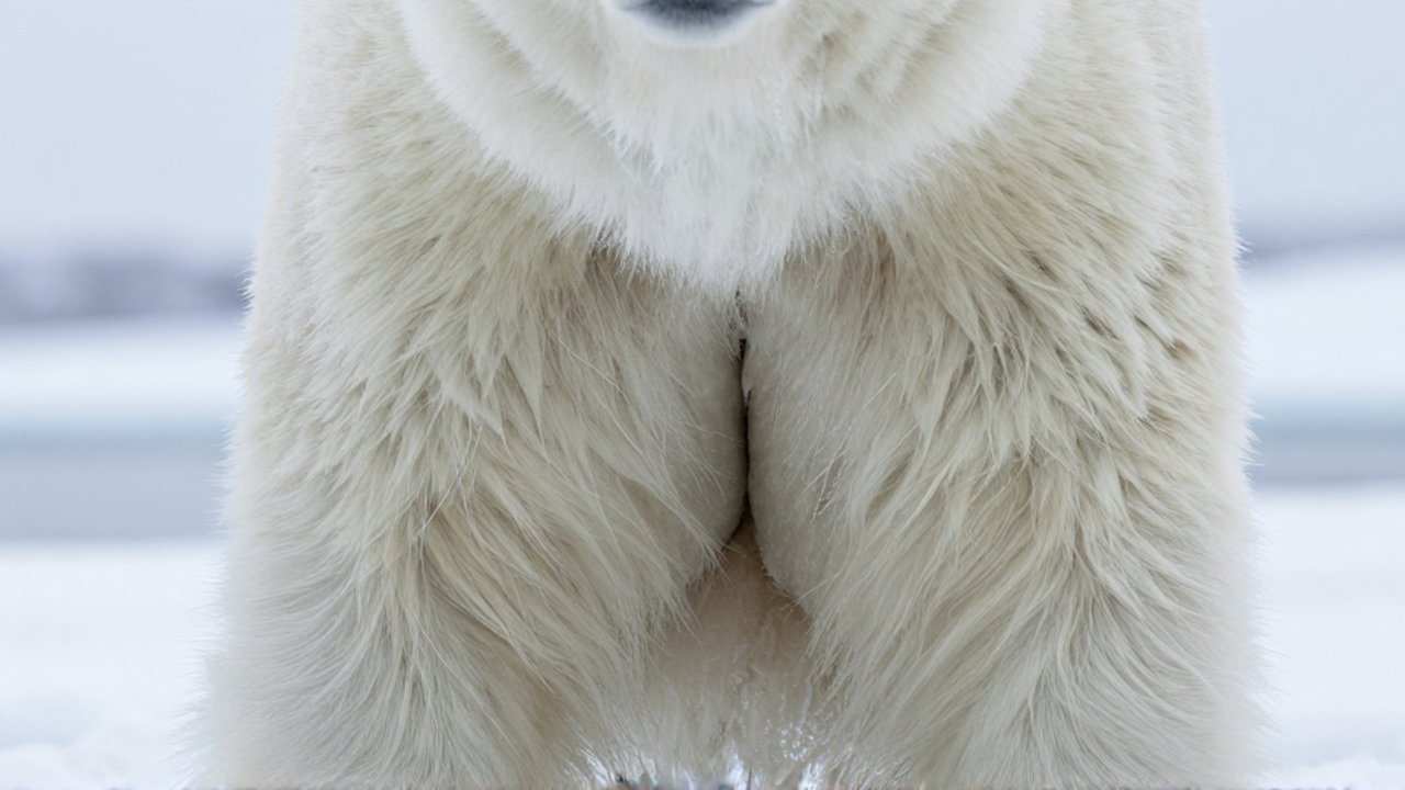 Primer plano de la densa capa de pelaje blanco y grasa subcutánea de un oso polar sobre un fondo de hielo.