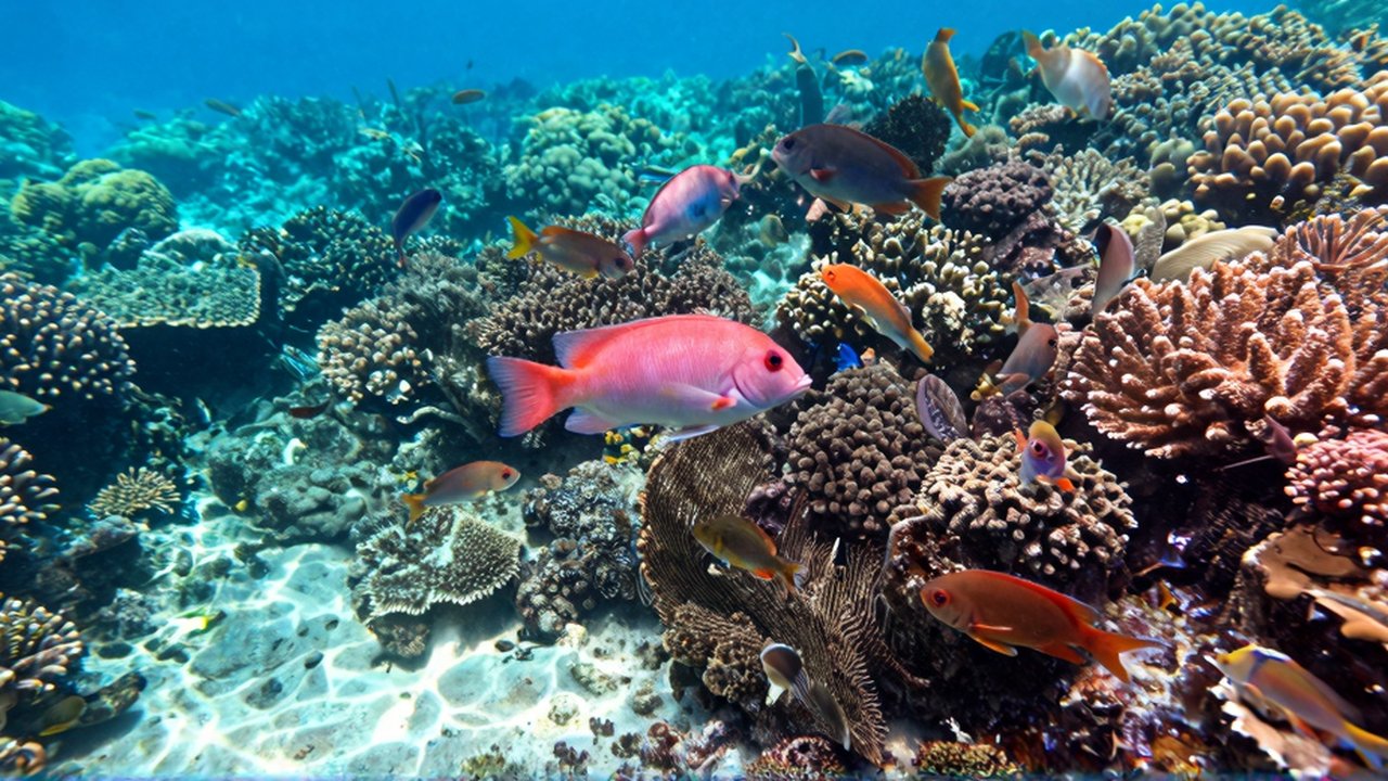 Diversos peces de arrecife nadan entre corales de texturas complejas bajo la luz solar submarina.