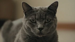 Gato gris melancólico