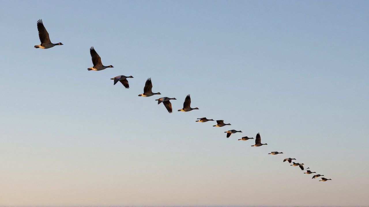 Una gran bandada de gansos migratorios vuela en formación de V bajo un cielo despejado al amanecer.