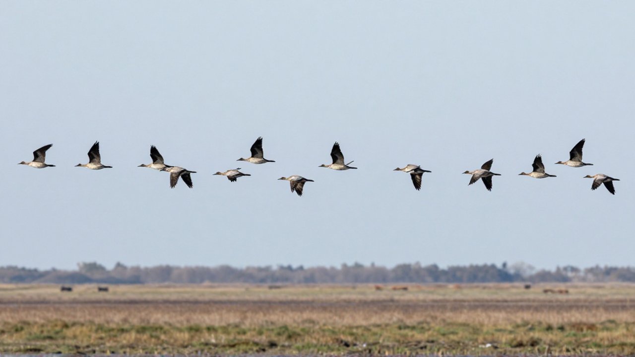 Una gran bandada de aves migratorias vuela en formación coordinada sobre un paisaje de humedales y pastizales.