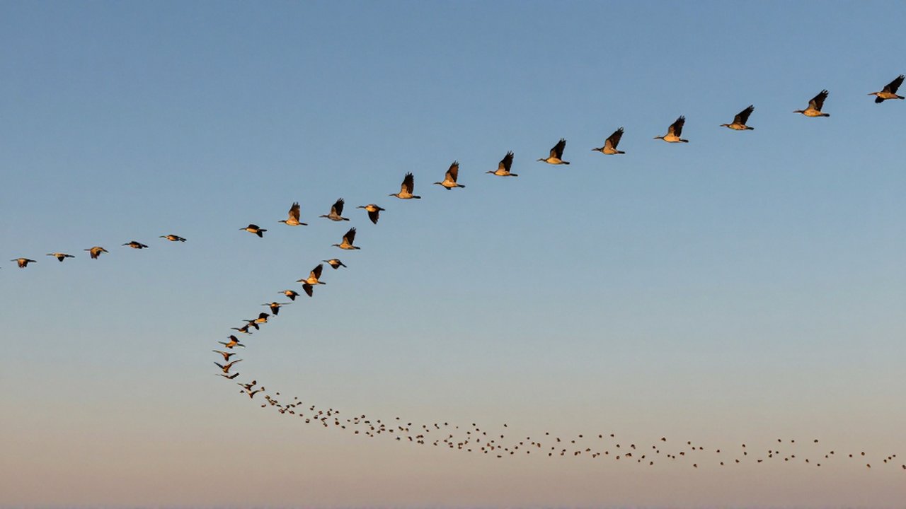 Bandada de aves migratorias en formación en V vuela junto a un grupo denso de pájaros bajo la luz del atardecer.